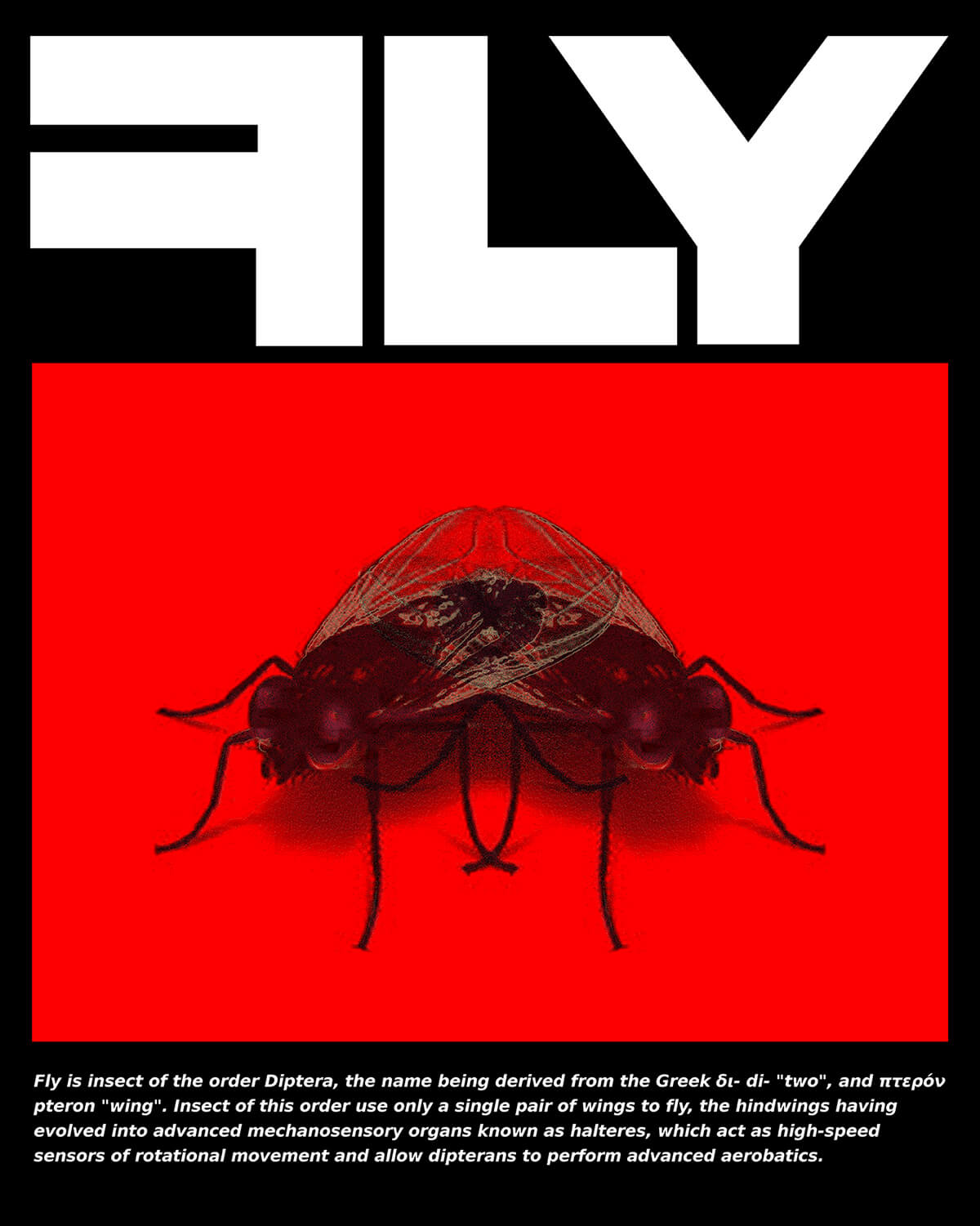 FLY"
